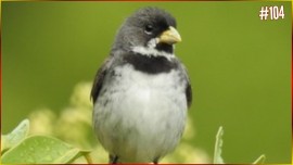 Canto Do COLEIRO Sem As Notas De MEIO ? Encarte CAPRICHO Para Seu Filhote #104