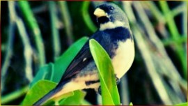 COLEIRO F�MEA PIANDO E Chamando ? Turbine Seu Coleiro Com Esse Chamada Forte #89