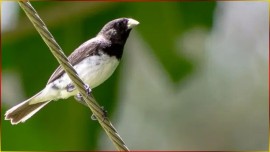 Canto N�TIDO Para FILHOTE! COLEIRO Capricho 3-3-5 Com RESPOSTA Lado R E Lado L ? 30 Minutos! #126