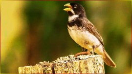 Voz Mais Cheia 3� NOTA 5 De Entrada #18