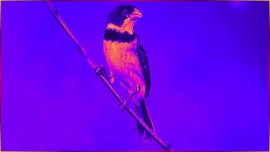 Coleiro Capricho 3.5% Mais Lento 3� NOTA Coleirinha 4 De Primeira 4 De Meia 7 De TERCEIRA #209