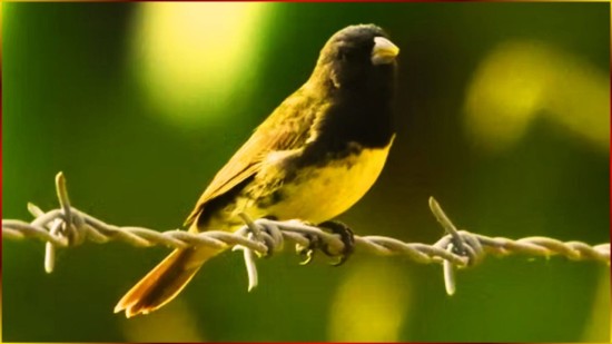 Para Seu FILHOTE De COLEIRO ? CAPRICHO 4?4?7 Com RESPOSTA Lado R E L, 30 Minutos! #123 P3