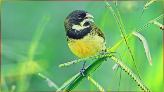 CANTO De COLEIRO Encarte Para Seu FILHOTE Aprender A Cantar NORMALIZADO WAV 44.100 SHOW De BOLA! #97