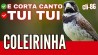 Corta CANTO TUI TUI Curto R�pido Ensine Seu FILHOTE De FIBRA! #86