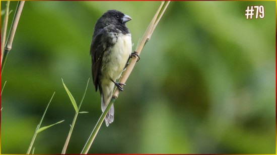 75coleirinha canto, tui tui meia nota, tui tui m�dia nota, 3-4-5-6 sequ�ncia, canto coleirinha, encarte coleirinha, canto original, encarte tui tui, canto para filhote, canto de fibra, p�ssaro coleirinha, canto cl�ssico,  ( (36)