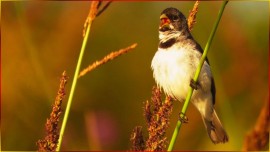 Canto De COLEIRO VIVITI Zero Zero Para TORNEIO Som FORTE Padr�o CL�SSICO PURO Campe�es Total