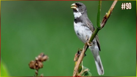 Canto Do Coleirinha Papa Capim Viviti VELOCISTA SUPREMO BRASILEIRO Velocidade Incrivel Recorde!! #90