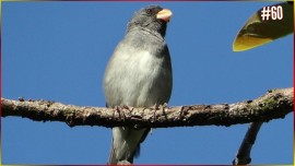 Edi��o do encarte Edi��o Show COLEIRO CAPRICHO TUI TUI 3� NOTA #60