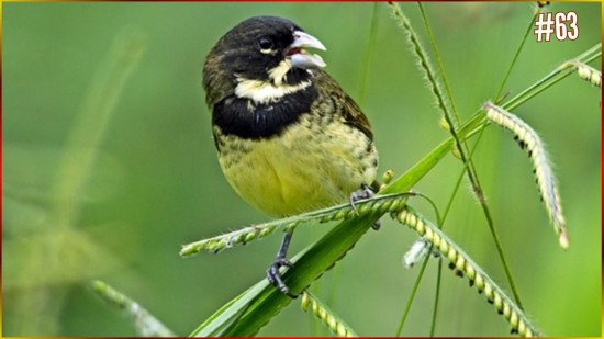 CANTO De Coleiro Tui Tui CL�SSICO Para Seu Filhote De Coleira Com A 3.� Nota Timbre De Voz GRAVE #63