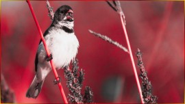 COLEIRO ASTRO REY ? CANTO CL�SSICO COM 3� NOTA ? A QUALIDADE E AUTENTICIDADE DO CANTO #183