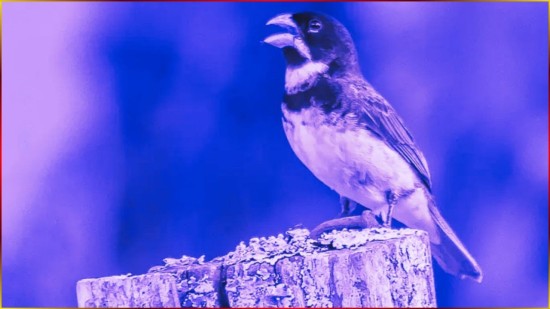 Coleiro 3� Nota 4 De Primeira 5 De Meia 6 De Terceira Canto LIMPO Afinado Para TREINO #19