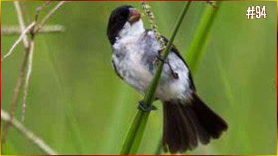 Coleiro Tui Tui PADR�O 3 Nota CL�SSICO Limpo 20x20sl 5% MAIS Lento Som PURO Para Treino Campe�es #94