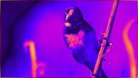 COLEIRINHA Para Seu FILHOTE ? LIMPO, N�TIDO, COLEIRO De GOLA TUI TUI FIBRA 15x5ar! #98