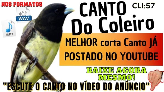 Coleirinha MELHOR corta Canto J� POSTADO NO YOUTUBE