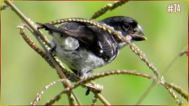 Canto Coleiro TUI TUI Para TORNEIO R�PIDO Velocista VELOX Som Puro Cl�ssico Forte Campe�es Total #74