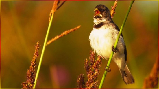 ?Cl�ssico Com 3� Nota Coleiro ASTRO Rey 30x5 Treino R�pido Para CANTO Limpo De FILHOTE #11