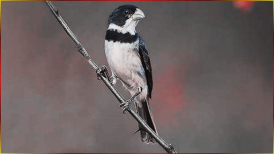 Coleiro TU� TU� ZERO Zero Para Encarte De Filhotes Com Som De Cachoeira Aprendizado R�pido #52