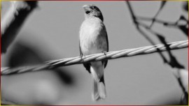 Coleirinha Capricho Canto 4Primeira 4De Meia 7De Terceira Som FORTE Padr�o CL�SSICO PURO Total #124