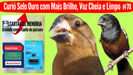 Curi� Selo Ouro com Mais Brilho, Voz Cheia e Limpo #70