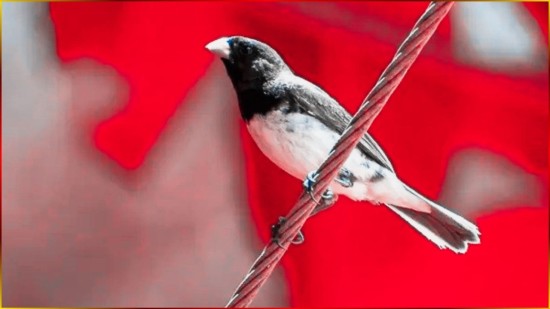 Canto Tui Tui Sem 3.Nota Canto ESPECIAL Selo OURO Arranjo EDITADO Para Encarte De Coleirinha #15