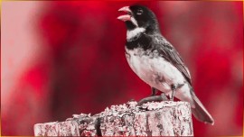 Coleiro -Velox- COLEIRO VELOX Som R�PIDO Bem Marcado Para Criar Campe�es Na Roda Hoje #220