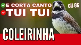 Corta CANTO TUI TUI Curto R�pido Ensine Seu FILHOTE De FIBRA! #86