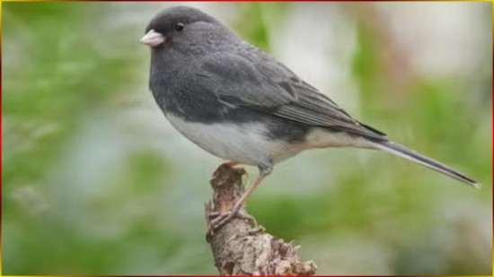 COLEIRO Canto TUI TUI Sem 3� NOTA ? (Canto Especial) Selo OURO ? Arranjo Editado Para Encarte! #103