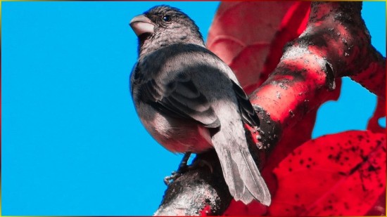 Para Seu FILHOTE Aprender A Cantar ? CANTO De COLEIRO 3� NOTA Com O 3� Do OURO FINO! #199