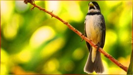 FILHOTE Aprende Com CANTO COLEIRO As 15 MELHORES Notas Do COLEIRO O PROFETA 4-4-7, 5 Segundos! #118