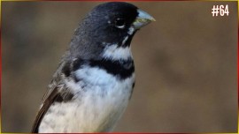 Encarte Poderoso COLEIRINHA Para Seu FILHOTE COLEIRO #64