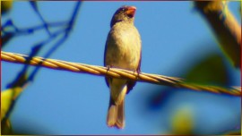 Coleiro Cristalino Cantando Grego na Natureza ? Espet�culo de Voz e Bitola! | Epis�dio #53