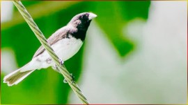 Coleiro Andeson Reis Faixa 3� NOTA Canto Para FILHOTE Firmar Na Roda E Cantar Sem Parar #17