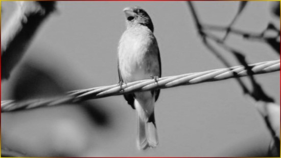 Super Coleiro TU� TU� 2,2,5,4,2,4,6 Notas Tui Tui MEIA Nota Canto LIMPO Bem Marcado #22