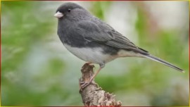 COLEIRO Canto TUI TUI Sem 3� NOTA ? (Canto Especial) Selo OURO ? Arranjo Editado Para Encarte! #103