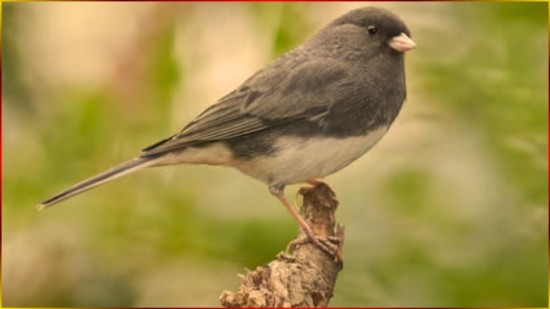 COLEIRINHA para seu FILHOTE APRENDER ? 5 CANTOS por MINUTO, TERCEIRA NOTA MUITO BOA ? 45x15sl #61