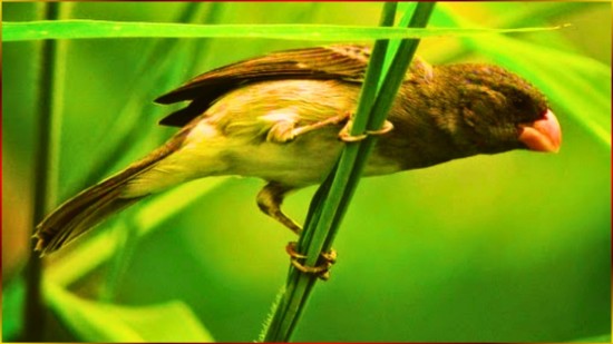 CANTO de COLEIRINHA 5CANTOS por minuto, TERCEIRA NOTA muito BOA 1HORA INTERVALOS pro seu FILHOTE #51