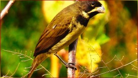 COLEIRO Capricho TU� TU� ZEL ZEL 1hs 10mn De Sl Encarte Mais Usado Por Criadores Hoje #41