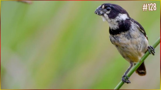 Coleirinha Capricho 4-5-9 Sem RESPOSTA Para Seu FILHOTE Aprender S� 20minutos Sem SIL�NCIO #128