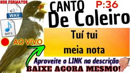 Super Coleiro Tu Tu 2,2,5,4,2,4,6 Notas Tui Tui Meia Nota! Limpo Nitido WAV e MP3 320kbps