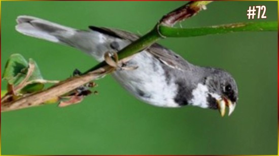 Coleiro Tui Tui ZEL ZEL Pantanal Canto LIMPO N�TIDO Perfeito Encinar FILHOTE Canta Coleirinha #72