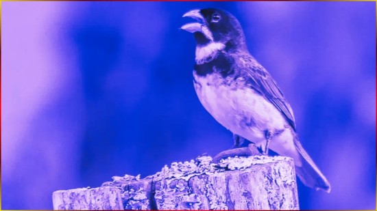 Voz Mais Cheia 3� NOTA Coleirinha 4 De Primeira 6 De Meia 7 De Terceira 30x15sl �udio LIMPO #210