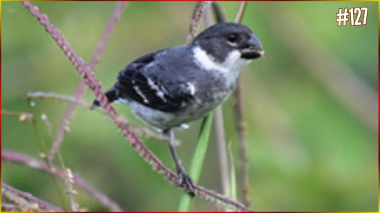 Capricho 4-4-7 Com RESPOSTA Lado R E Lado L FILHOTE Aprende COLEIRINHA 30minutos Sem Sil�ncio #127