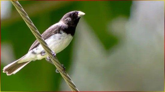 Canto N�TIDO Para FILHOTE! COLEIRO Capricho 3-3-5 Com RESPOSTA Lado R E Lado L ? 30 Minutos! #126