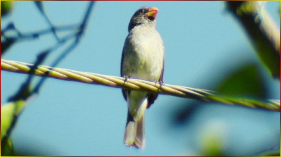 Coleirinha Canto TU� TU� ZEL ZEL Afinado Um LUXO Encine Seu FILHOTE Lindo Canto Perfeito #7