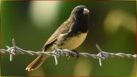 COLEIRINHA ? Ensine Seu FILHOTE De COLEIRO A Cantar CANTO Maravilhoso, CORTE LIMPOS 20x20AR! #107