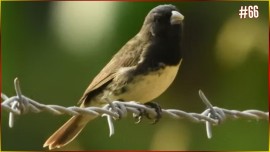 Coleiro O BRUXO ? Papa Capim Cuspindo Fogo Para Encinar Ao Seu FILHOTE De Papa Capim #66