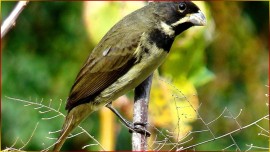 CANTO Do COLEIRO Super CL�SSICO � Com 1� E 12 De 2� NOTA, BOM Para Ensinar FILHOTES