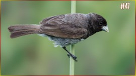 Canto De COLEIRINHA ENSINE Seu FILHOTE Canto Perfeito Muito Bom 1-2-3 At� 5 De Intervalo #47