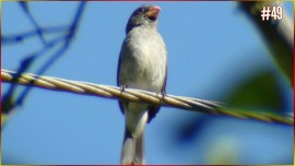 Coleirinha CANTO TUI TUI MEIA NOTA O MELHOR Para Seu FILHOTE Aprender Som CL�SSICO Puro Forte