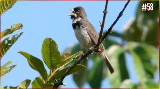 Canto Do COLEIRINHA 1hrx20sl COLEIRO MADRUGUINHA Ensinando Seu FILHOTE 3 E 4 Notas Muito Boa #58